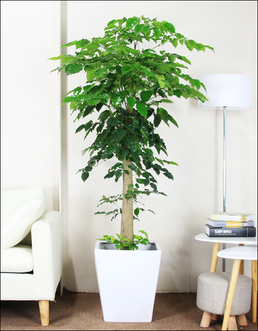 9 别 名: 元宝树 叶 型: 圆润 颜 色: 绿色 功 能: 吸尘,造氧 盆 器